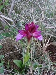 Anacamptis papilionacea