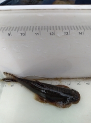 Hemimyzon formosanus