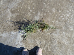 Salicornia