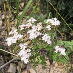 Stevia