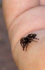 Phidippus audax