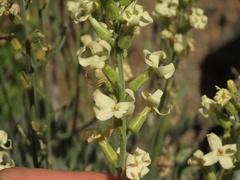 Mathewsia incana