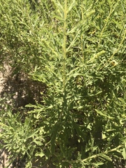 Ambrosia psilostachya