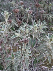 Phlomis