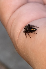 Phidippus audax