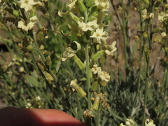 Mathewsia incana