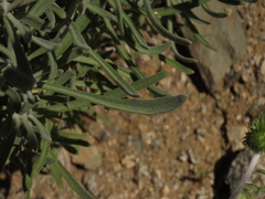 Mathewsia incana