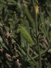 Mathewsia incana