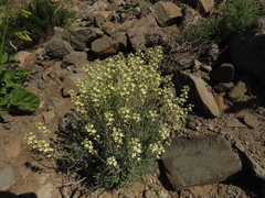 Mathewsia incana