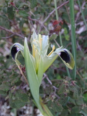 Iris tuberosa