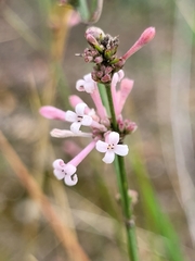 Asperula