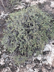Petrophytum caespitosum