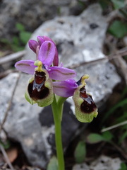 Ophrys tenthredinifera