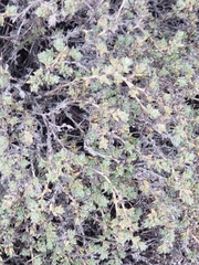 Petrophytum caespitosum