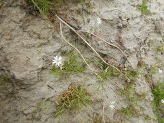 Stellaria peduncularis