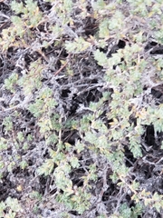 Petrophytum caespitosum