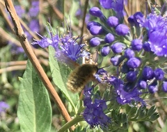 Bombyliinae