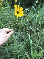 Helianthus angustifolius