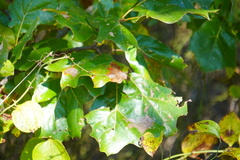 Quercus marilandica