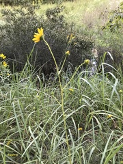 Helianthus angustifolius