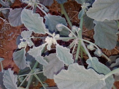 Chrozophora tinctoria