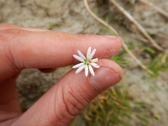 Stellaria peduncularis