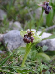 Ophrys bombyliflora