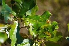Quercus marilandica
