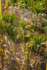 Solidago nemoralis