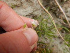 Stellaria peduncularis
