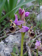 Ophrys tenthredinifera