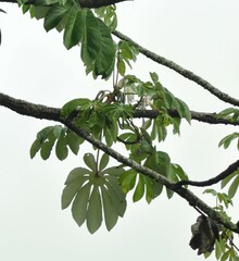 Cecropia