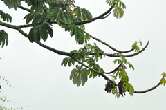 Cecropia