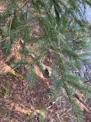 Picea