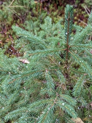 Picea
