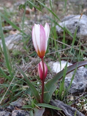 Tulipa cretica