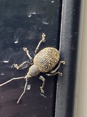 Otiorhynchus armadillo