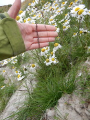 Festuca richardsonii