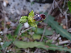 Ophrys fusca