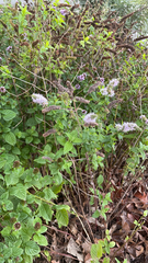 Mentha longifolia