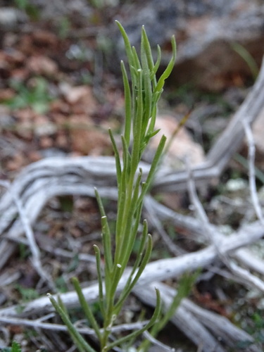 Image of Thesium bergeri by (c) Grzegorz Grzejszczak, some rights reserved (CC BY-SA)