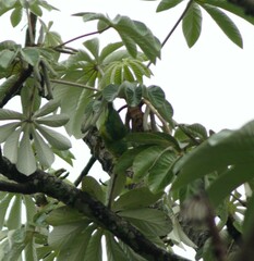 Forpus xanthopterygius