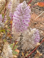 Ptilotus exaltatus