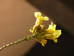 Markhamia lutea