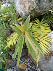 Boehmeria densiflora