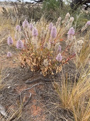 Ptilotus exaltatus