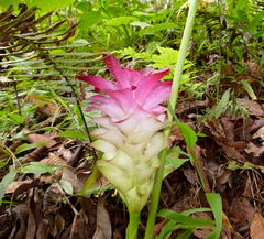 Curcuma