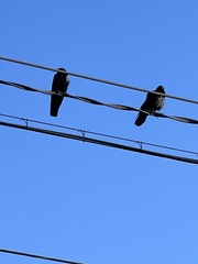 Corvus