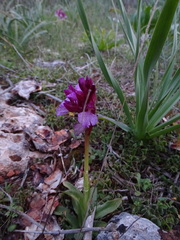 Anacamptis papilionacea aegaea