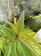 Boehmeria densiflora